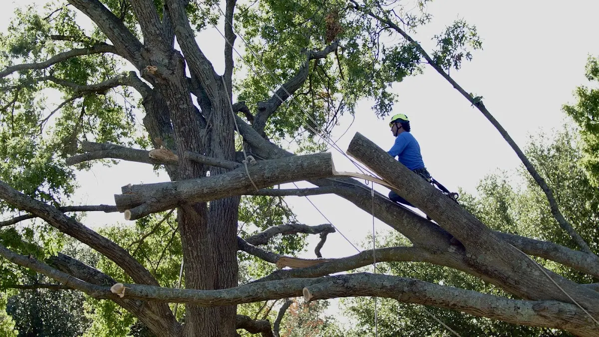 Professional Crown Thinning performed by certified arborists in Los Ojos