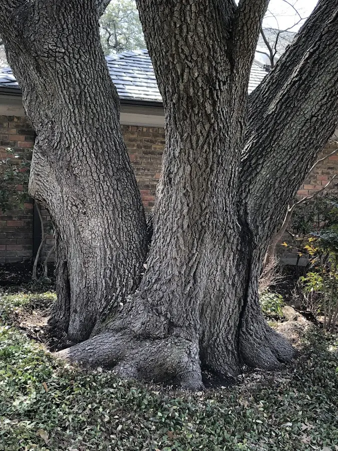 Mature heritage tree close to a Los Ojos property cared for by certified arborists