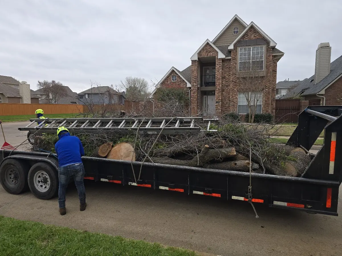 Expert Tree Pest Control with proper safety equipment in Los Ojos